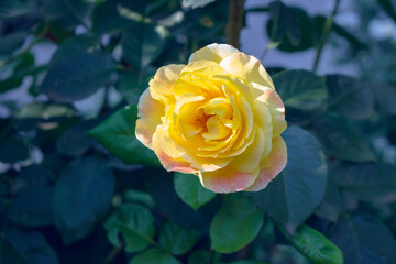 yellow rose in the garden