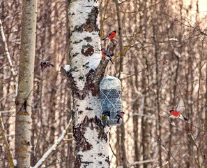 Fototapety na wymiar - Fototapeta24.pl