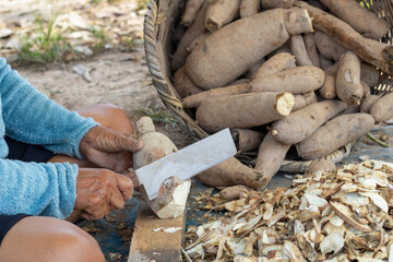 A agriculture holding a knife and sitting with to cut cassava to be processed into animal feed.