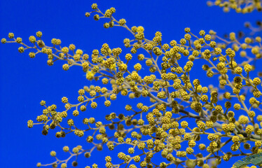 Fototapeta na wymiar Small buds of Mimosa tree(Acacia pycnantha, golden wattle) in Italy,.Isolated on blue sky background.Gold yellow flowers bloom in January to March like full sun.Photography in Natural light.
