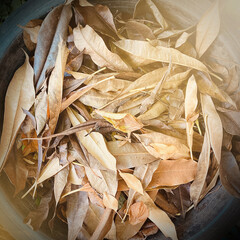 Dry leaves for composting