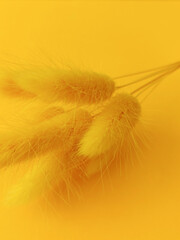 Yellow lagurus close up