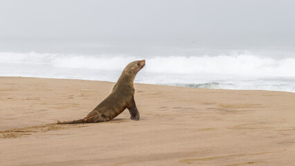 Brown fur seal (Arctocephalus pusillus) on the beach, Walvis Bay, Namibia.