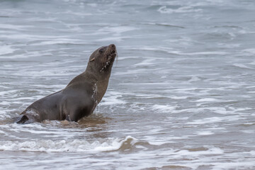 Brown fur seal (Arctocephalus pusillus), Walvis Bay, Namibia.