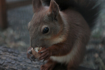 squirrel eating nut