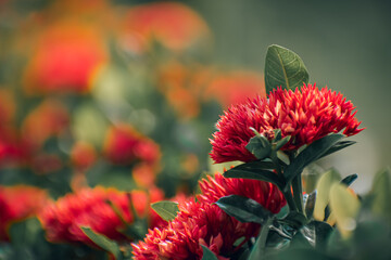 Ixora is a genus of flowering plants in the family Rubiaceae. It is the only genus in the tribe Ixoreae. It consists of tropical evergreen trees and shrubs and holds around 562 species.