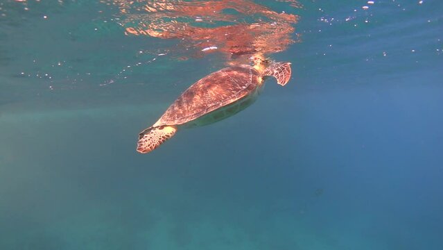 Green sea turtle breathe in air, slow motion