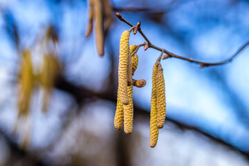 The buds on the branches of hazelnut.