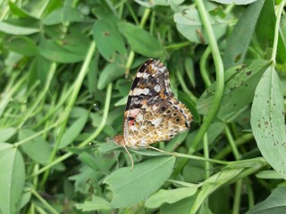 butterfly on a flower