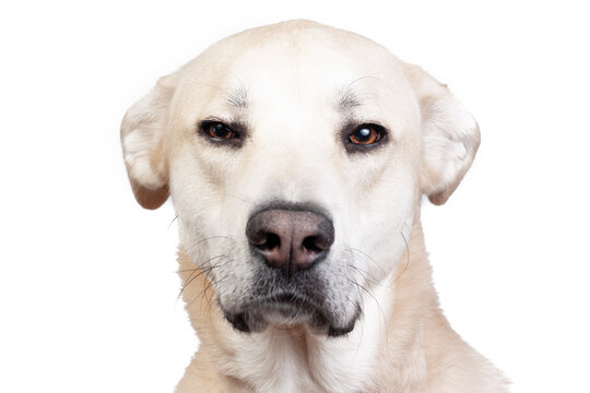 Perro labrador mira desconfiado sobre fondo blanco