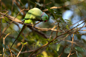 green parrot sitting on a branch. Rose ringed parkeet. Rose necked parkeet. Psittacula krameri.