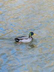 canard dans un lac