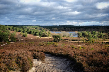 A view over heathland on a sunny winterÕs afternoon in Surrey, UK.