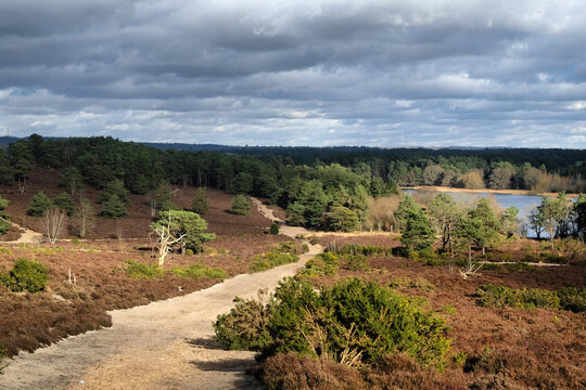 A view over heathland on a sunny winter&Otilde;s afternoon in Surrey, UK.