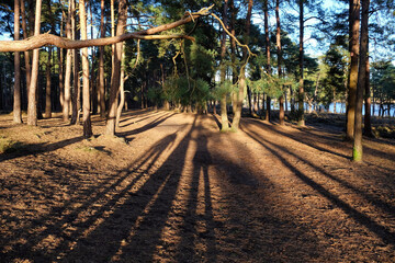 Long shadows in woodland on a sunny winterÕs afternoon in Surrey, UK.