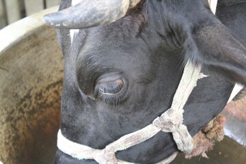 Closeup face view of a black cow