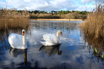 A pair of swans on a calm lake on a sunny winterÕs afternoon in Surrey, UK.