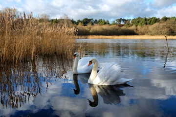 A pair of swans on a calm lake on a sunny winterÕs afternoon in Surrey, UK.