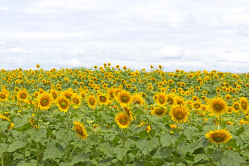 Obraz premium Sunflower fields in Brazil, nature background image.