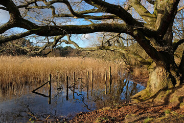 Oak tree on a lake shore on a sunny winterÕs afternoon in Surrey, UK.