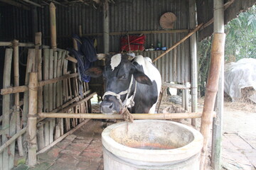 A cow in a rural cowshed