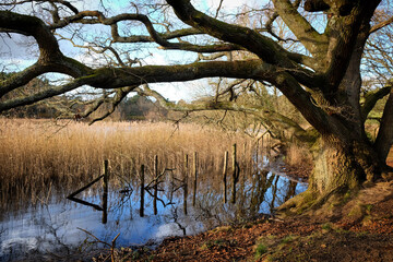 Obraz premium Oak tree on a lake shore on a sunny winterÕs afternoon in Surrey, UK.