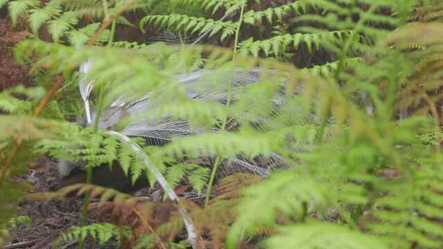 male superb lyrebird's mating display while mimicking bird calls at fitzroy falls of morton national park in the nsw southern highlands of australia