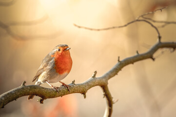 Juvenile Robin on a sunny morning during winter time in Germany