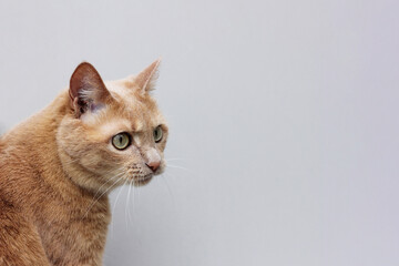 A red cat on a grey background,