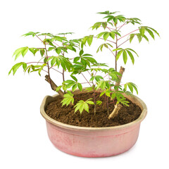 cassava or manihot plant grown in plastic container or basin, also known as manioc, yuca or brazillian arrowroot, calorie-rich vegetable plant isolated on white background, home gardening concept
