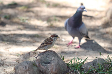 Sparrow and pigeon