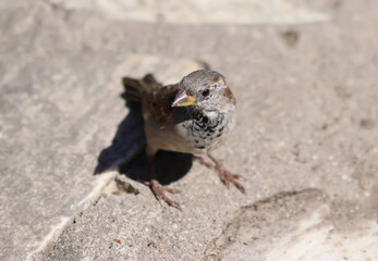 Sparrow