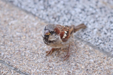 Sparrow