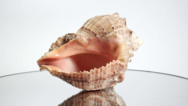 Sea shell on a white background spinning close up. One cockle.