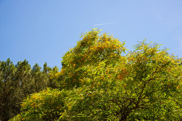 Acacia tree with blue sky background