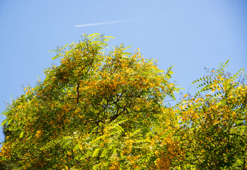 Acacia tree with blue sky background