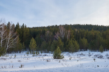 forest in winter