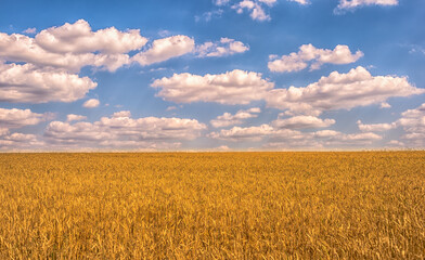 Yellow wheat field and blue sky with beautiful clouds. Background