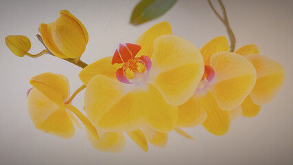 Orquídea Amarela Brasil