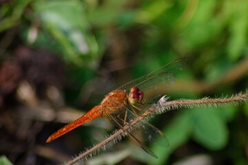 Dragonfly