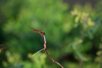 Dragonfly