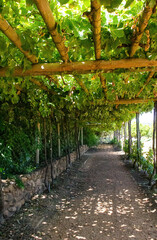 A cool walkway under supported vines.