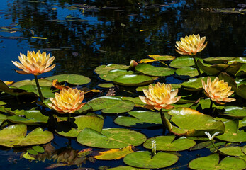 Yellow water lilies in a pond.