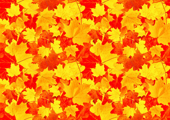 Naklejka na ściany i meble Bright pattern of red-orange maple leaves. Seamless background of autumn maple leaves.