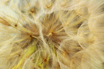 Still life of a dandelion