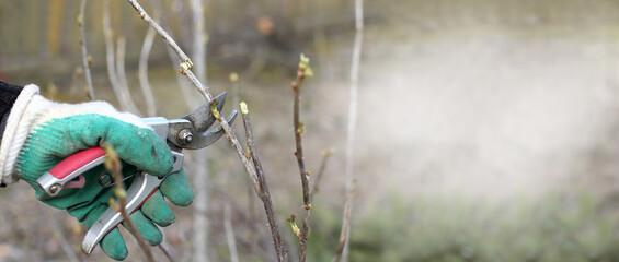 a gardener in a protective glove trims a damaged branch on a currant bush with a pruner. spring...