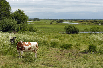 Fototapeta na wymiar Cows in the meadows by the Biebrza River, Biebrza National Park, Poland, Europe
