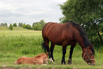 A mare and a foal grazing in the meadow in Biebrza National Park, Poland