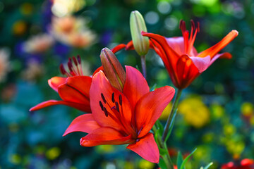 Taglilien im Blumenbeet