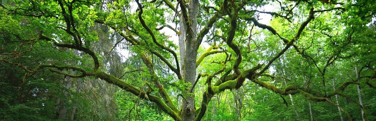 Close-up of mighty sorcerer oak tree in the green deciduous forest (public park). Atmospheric...